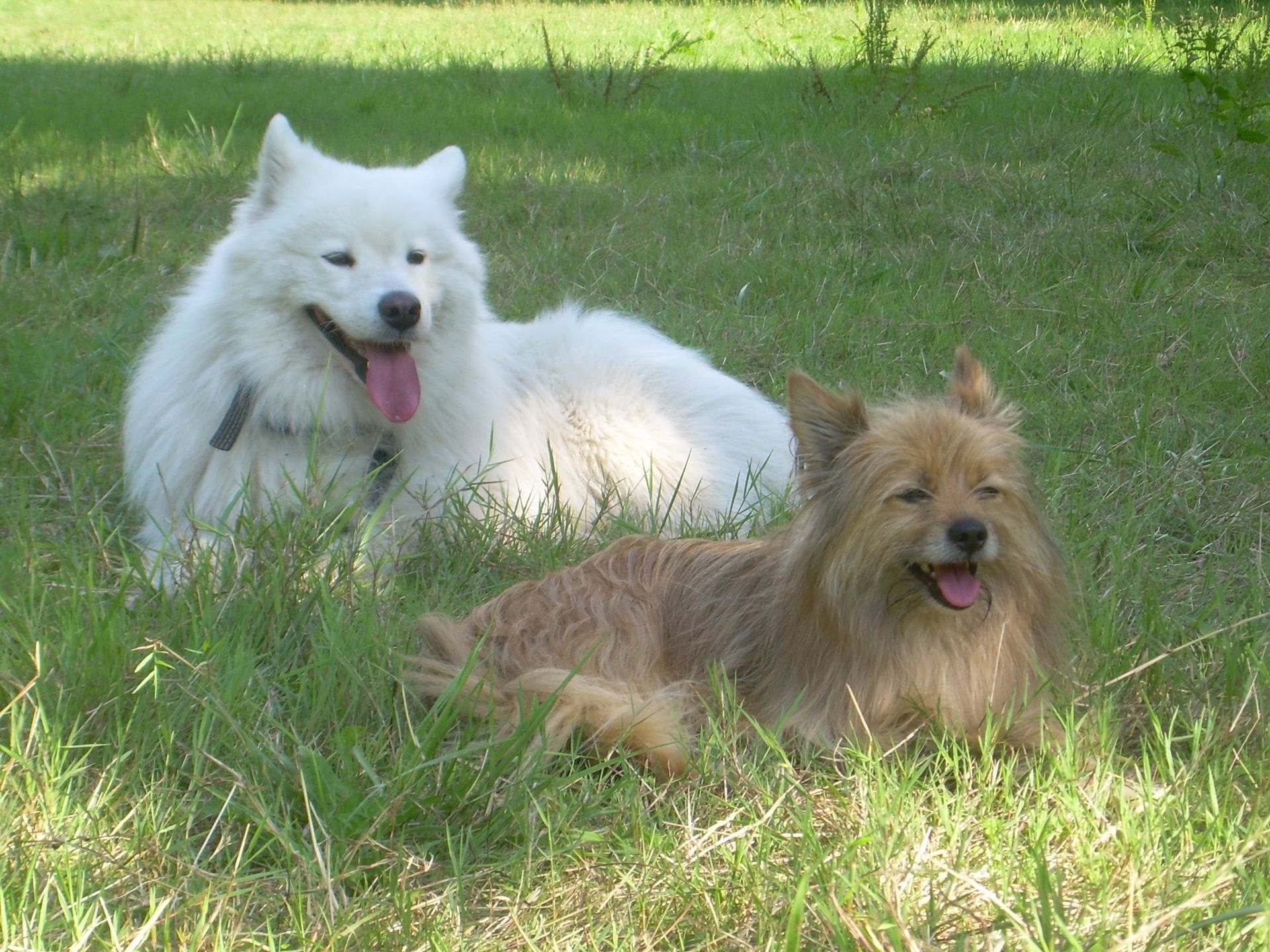Chiens de race Samoyède