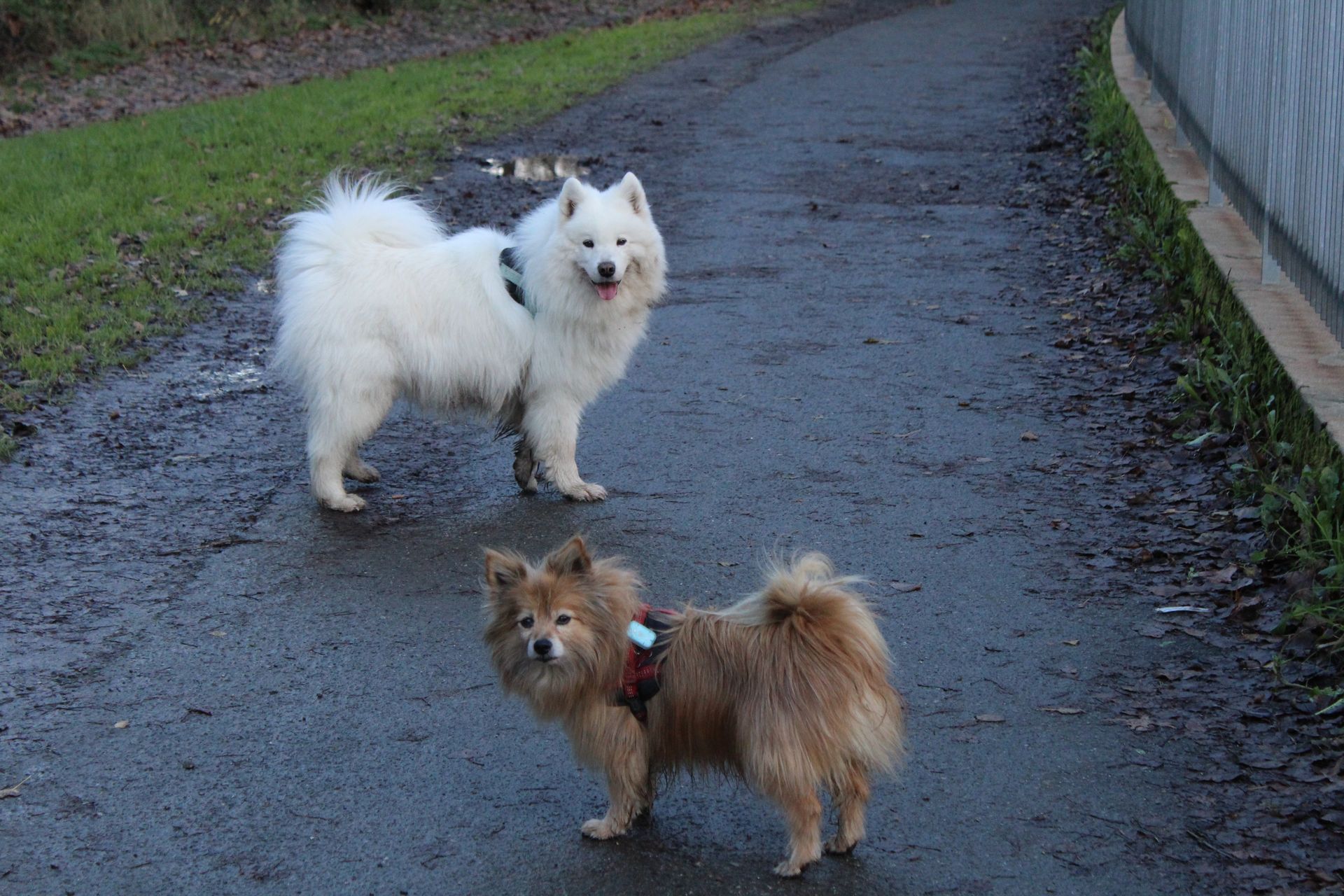 2 chiens en cours d'éducation canine