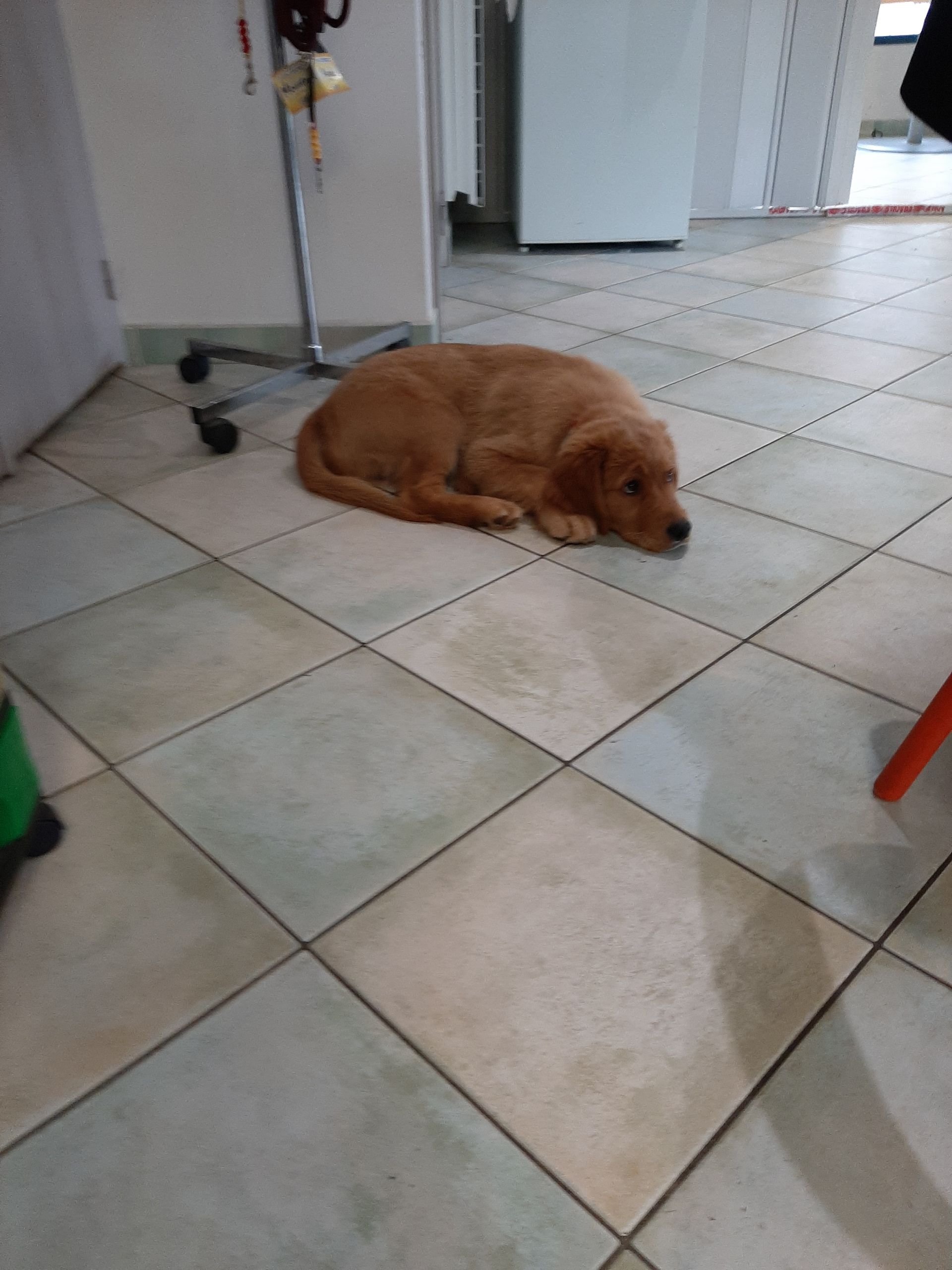 Chien qui dort paisiblement
