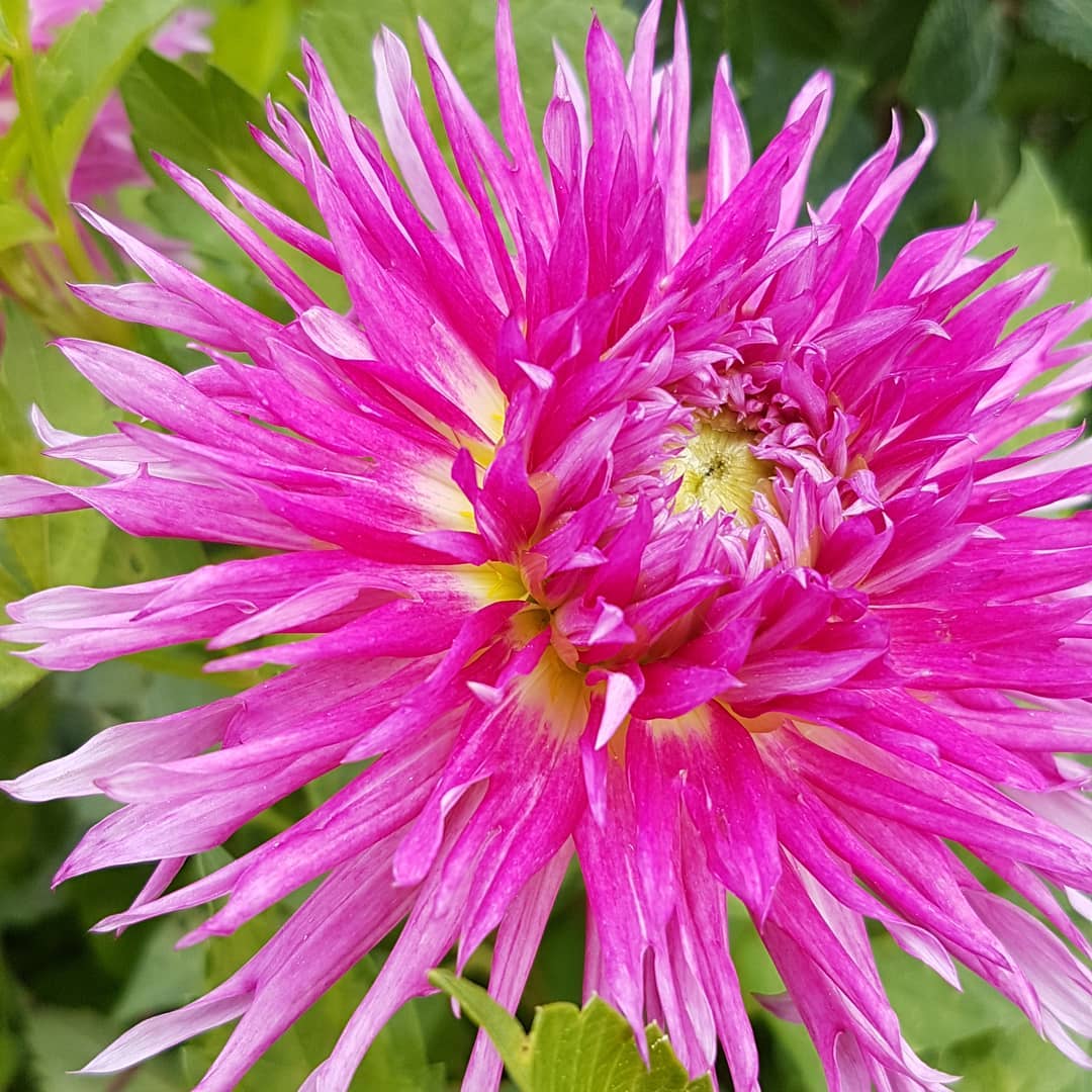 COMPOSITIONS EXCLUSIVES 2