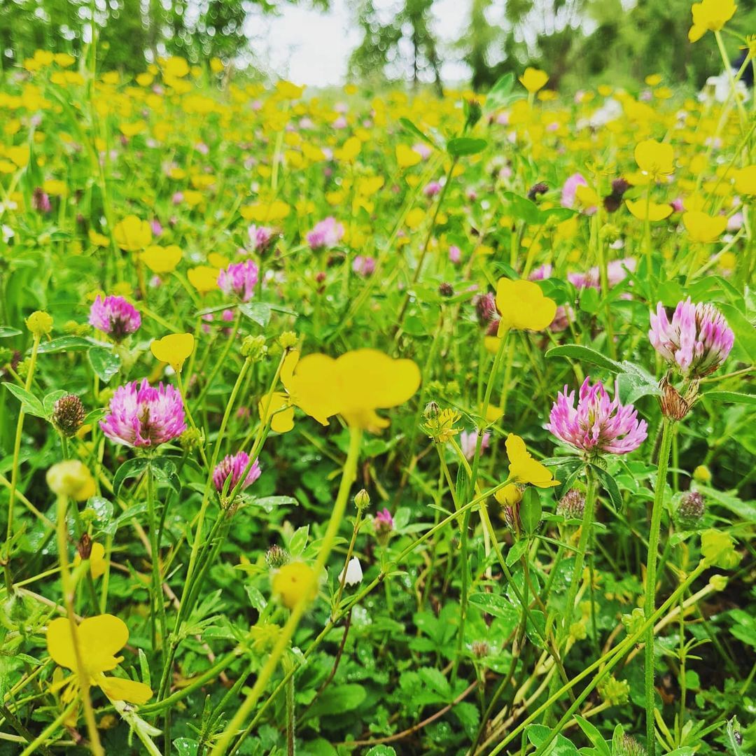 COMPOSITIONS EXCLUSIVES 1