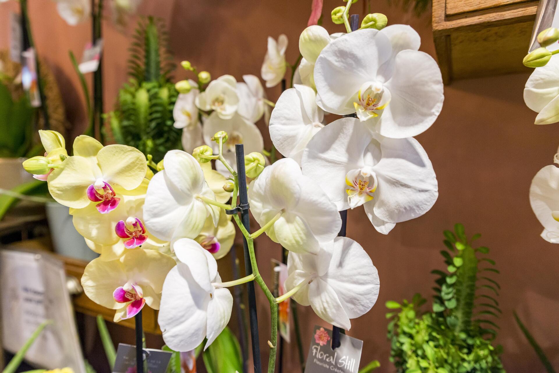 Composition orchidée deuil