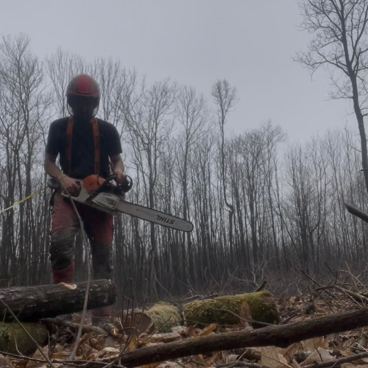 Une personne portant un casque et des lunettes de protection utilise une tronçonneuse parmi des troncs d'arbres.