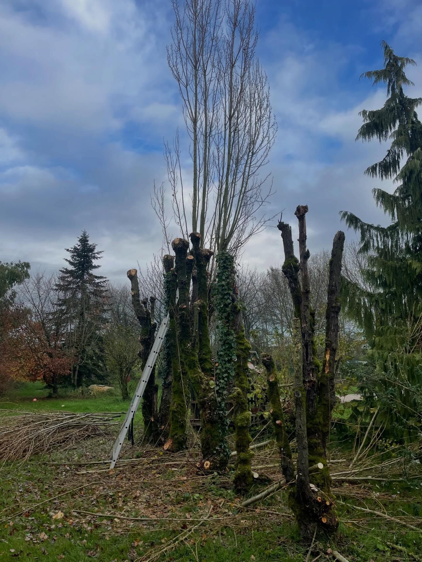 Arbres dans un champ herbeux sous un ciel bleu nuageux, avec un arbre à feuilles persistantes à droite.