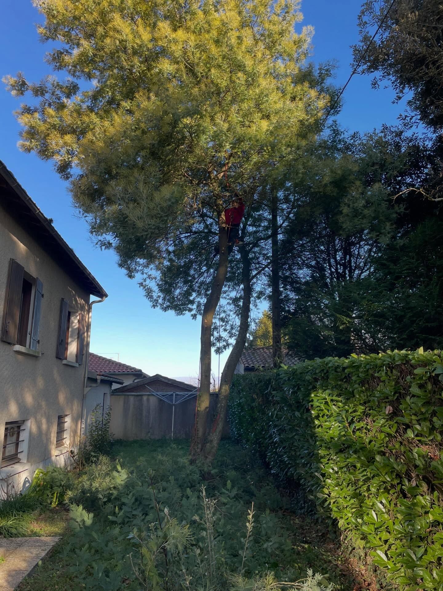 Cour arrière avec un grand arbre, une haie et une maison sous un ciel bleu clair