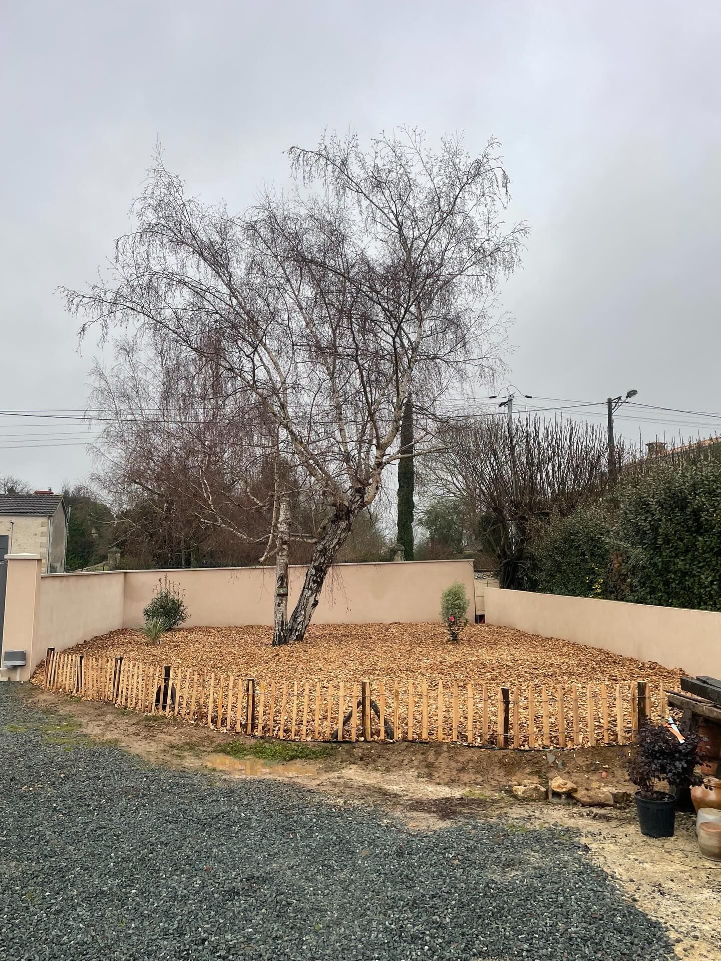 Massif de jardin d'hiver avec un arbre sans feuilles, un sol paillé et une allée de gravier longeant un mur beige.