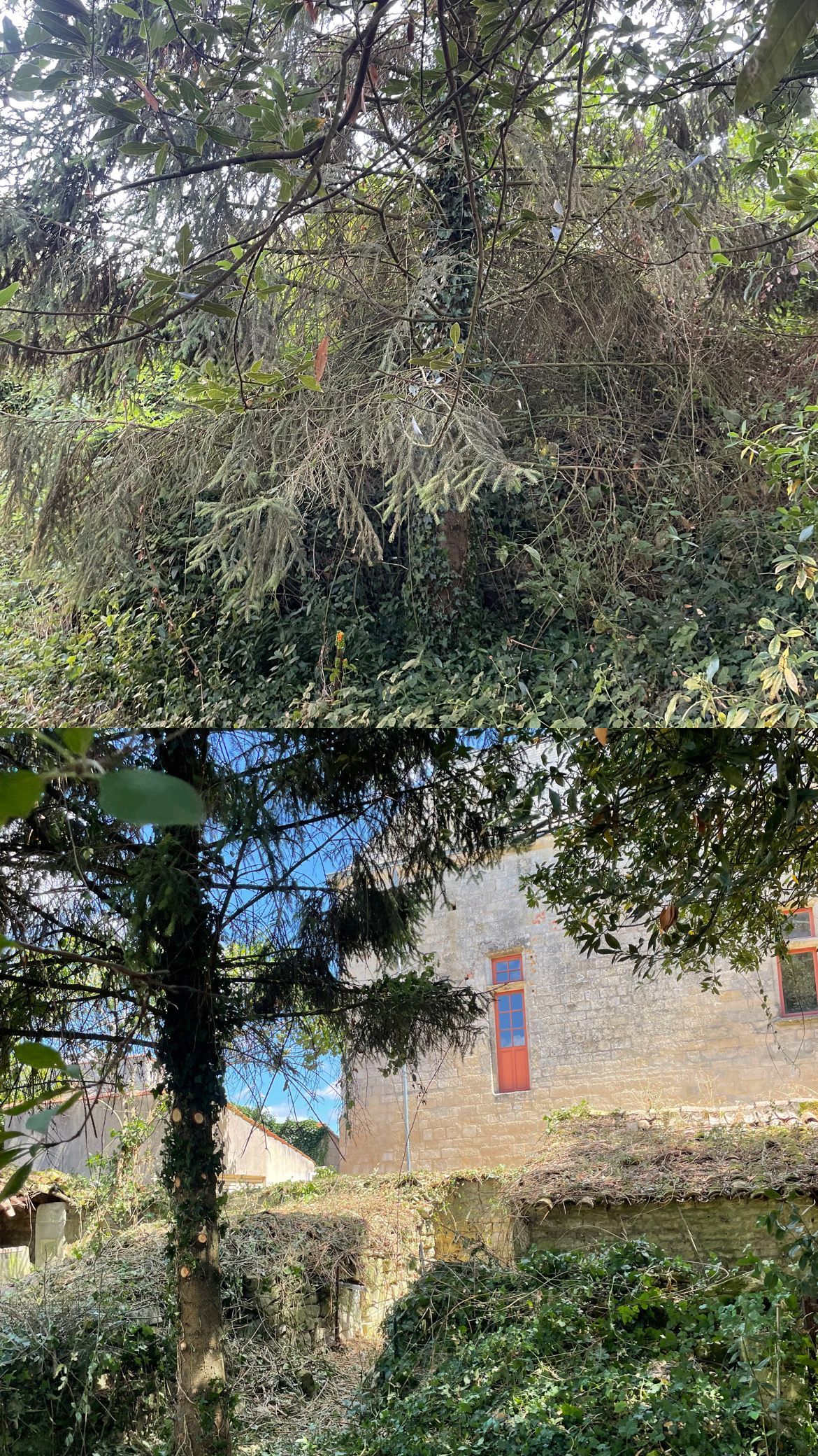 Des arbres verts et denses surplombent un mur de pierre, avec un petit panneau bleu et rouge au bord d'un chemin ensoleillé.