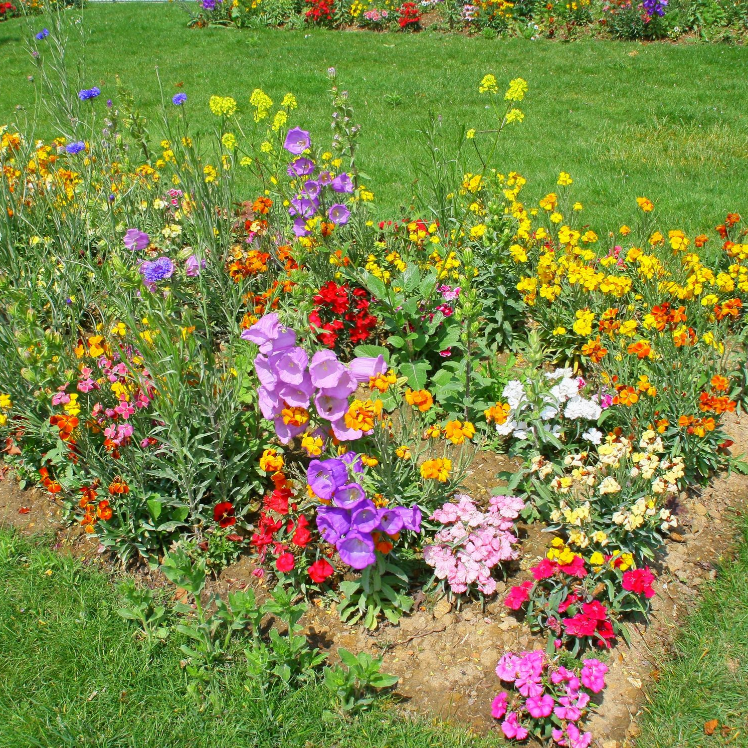 Parterre de fleurs coloré avec des fleurs roses, violettes, jaunes, rouges et blanches dans un jardin ensoleillé