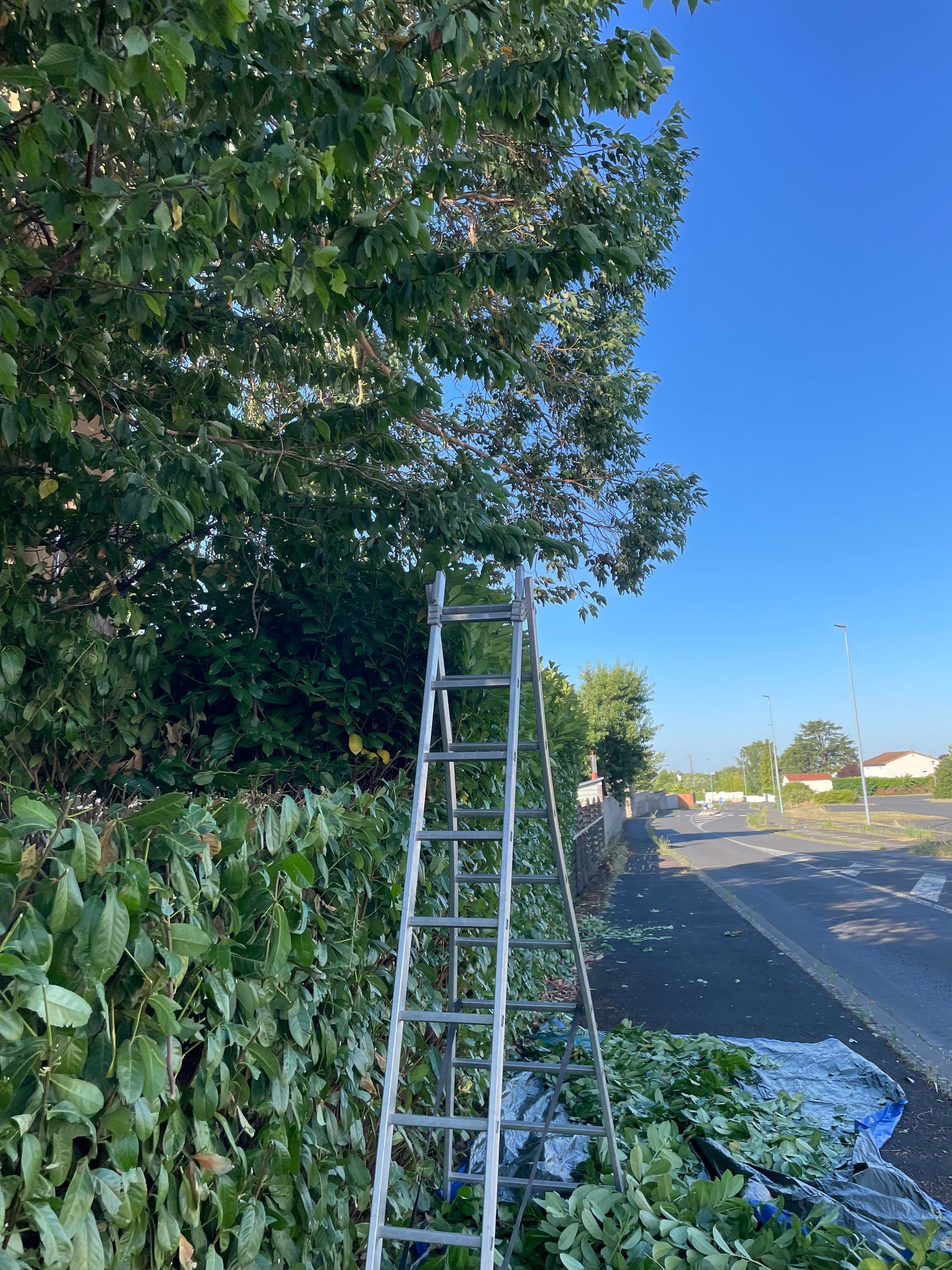 Une échelle appuyée contre un arbre feuillu au bord d'une route par une journée ensoleillée