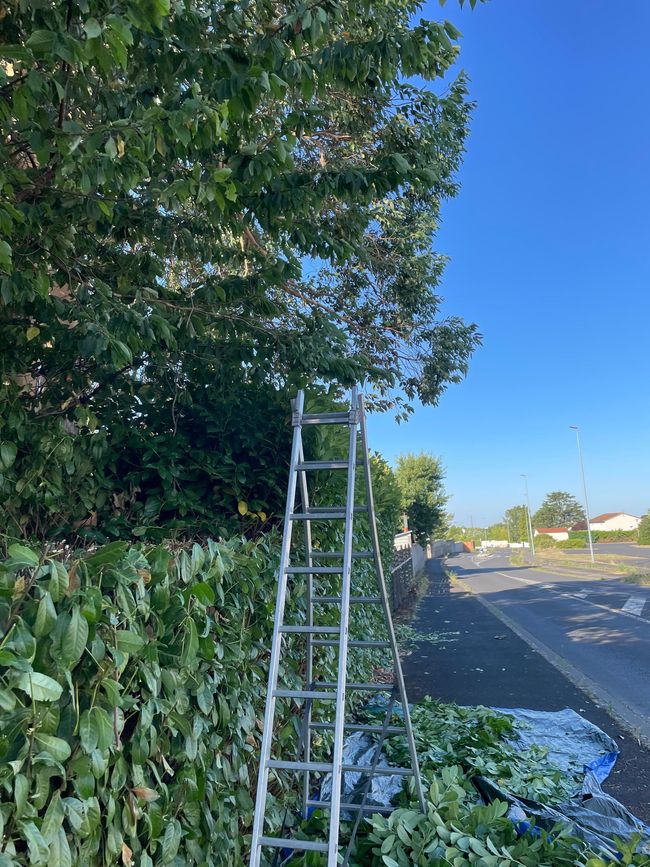 Une échelle appuyée contre un arbre feuillu au bord d'une route par une journée ensoleillée
