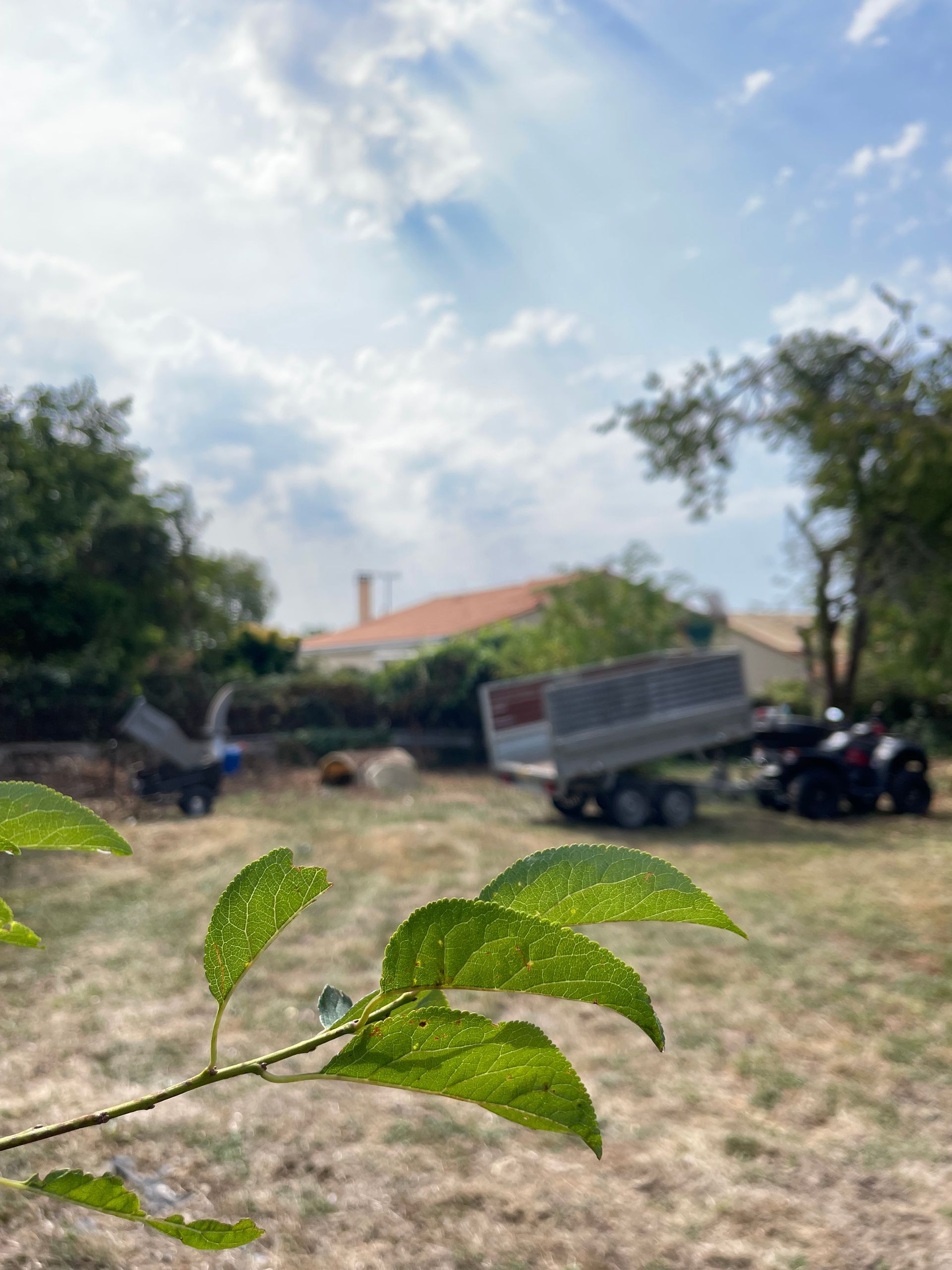 Branche feuillue au premier plan, cour ensoleillée, arbres et véhicules stationnés à l'arrière-plan.