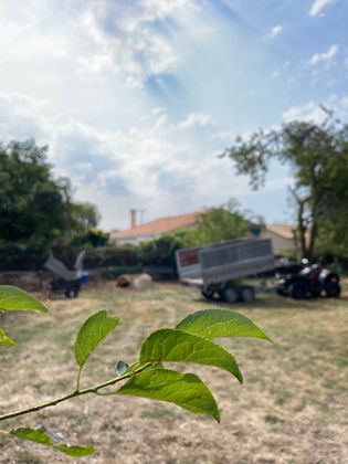Branche feuillue au premier plan, cour ensoleillée, arbres et véhicules stationnés à l'arrière-plan.