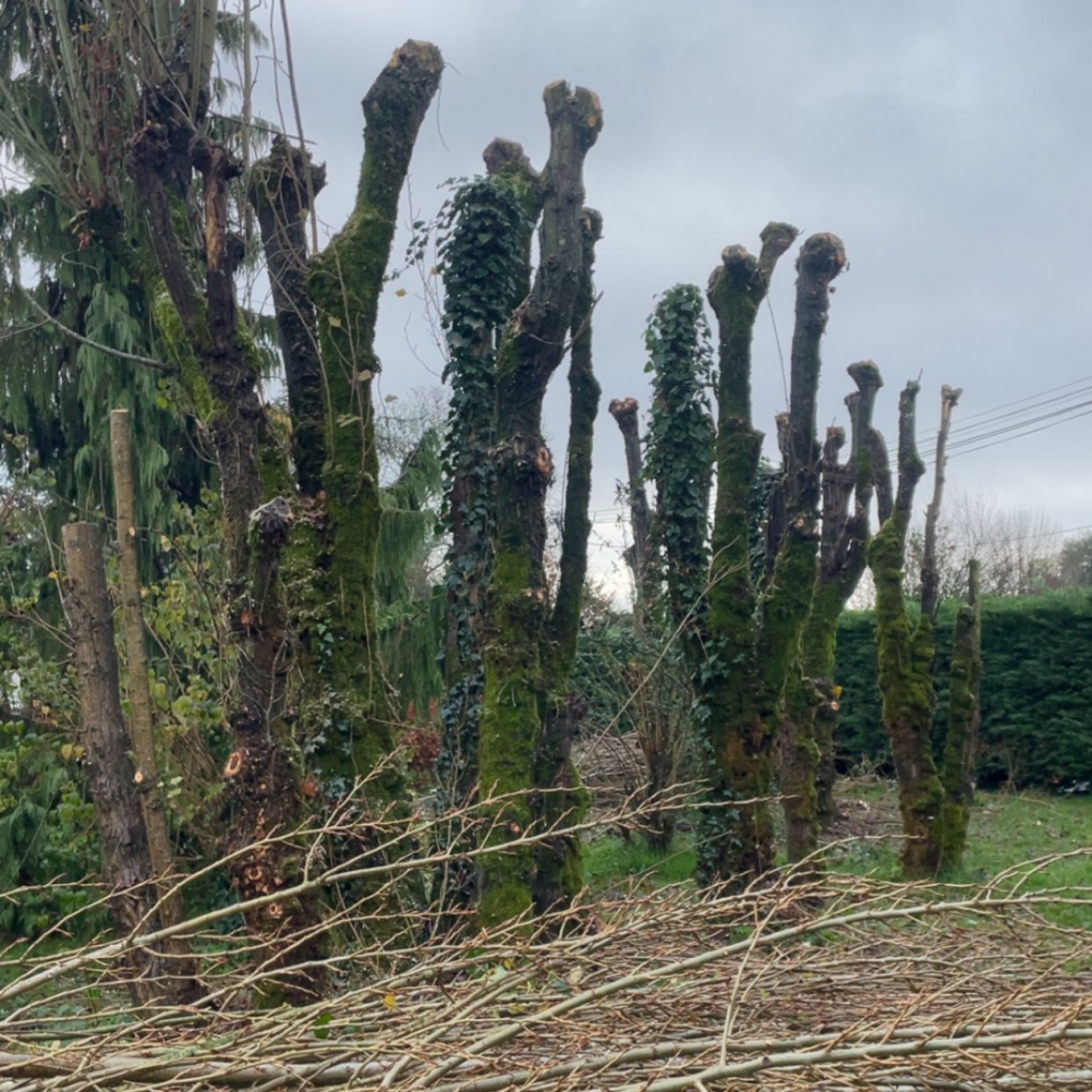 Des arbres sans feuilles, fortement taillés, dans un champ rural sous un ciel nuageux