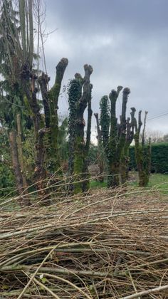 Saules taillés dans un champ, branches coupées empilées au premier plan sous un ciel nuageux