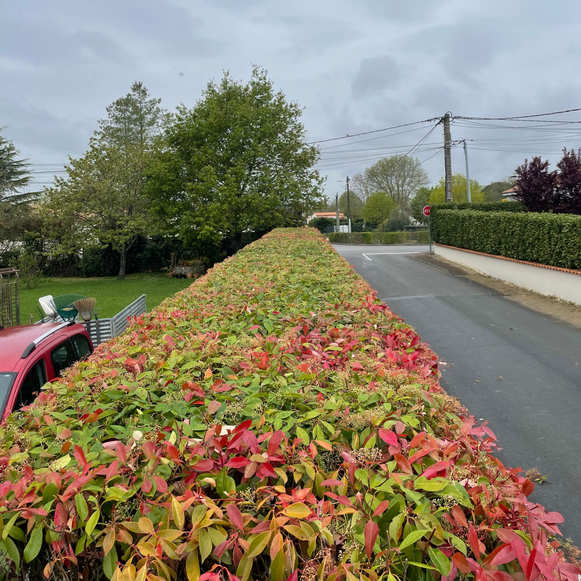 Haie rouge et verte taillée le long d'une route tranquille sous un ciel couvert