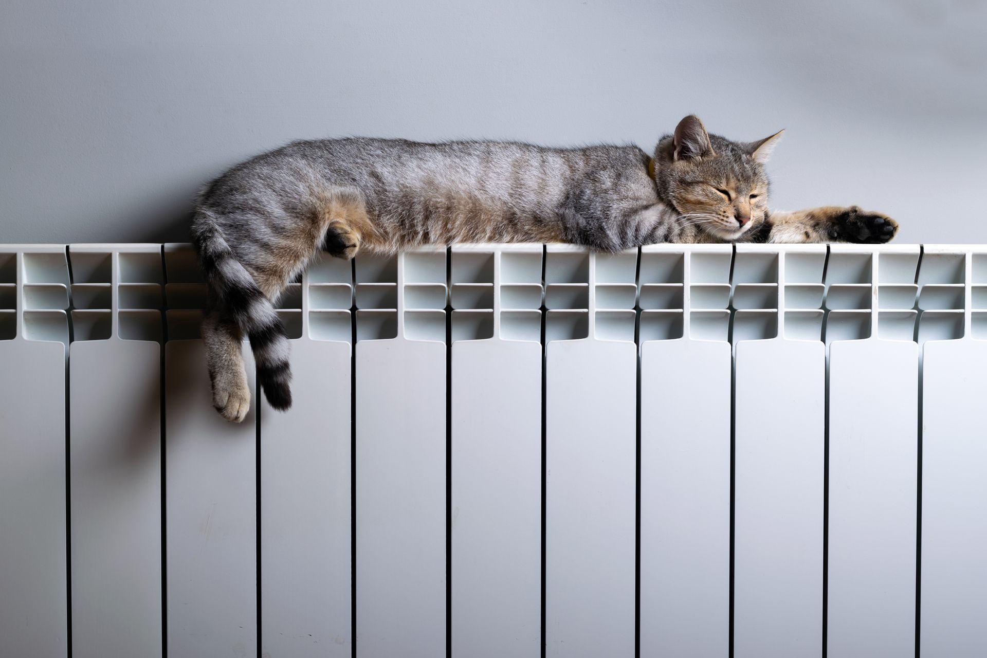 Un chat sur un radiateur