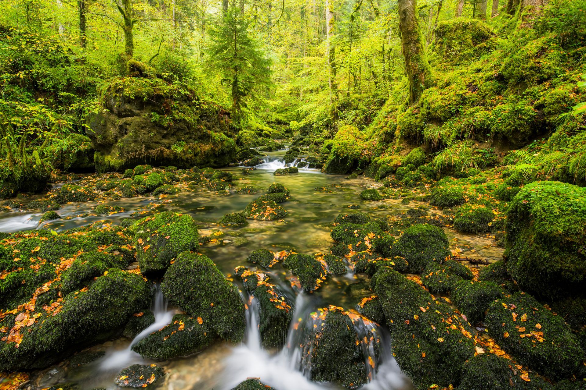 Bois avec cours d'eau au milieu des arbres et des rochers