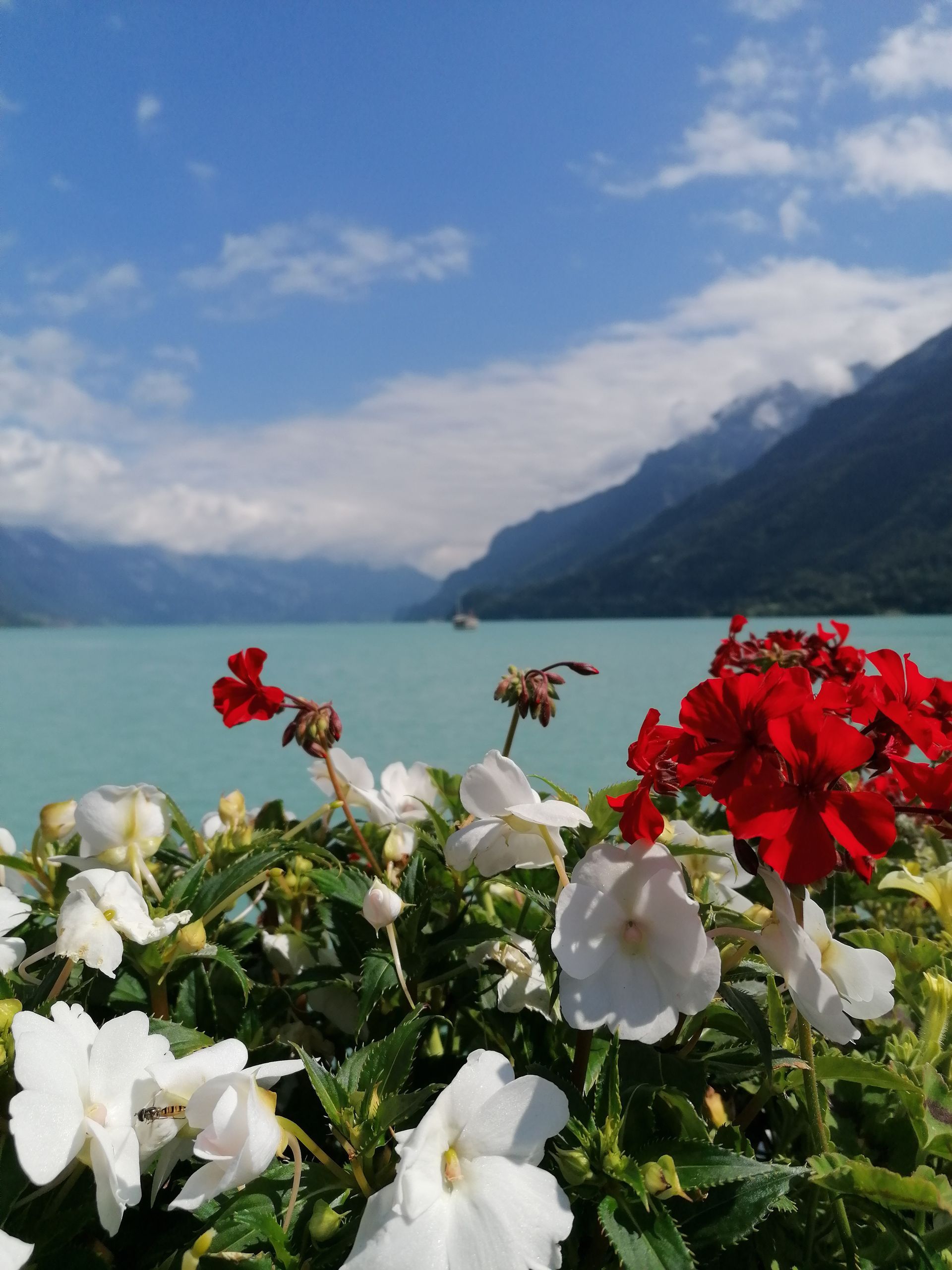 Dessert 1 - Hotel Oberländerhof - Bönigen bei Interlaken