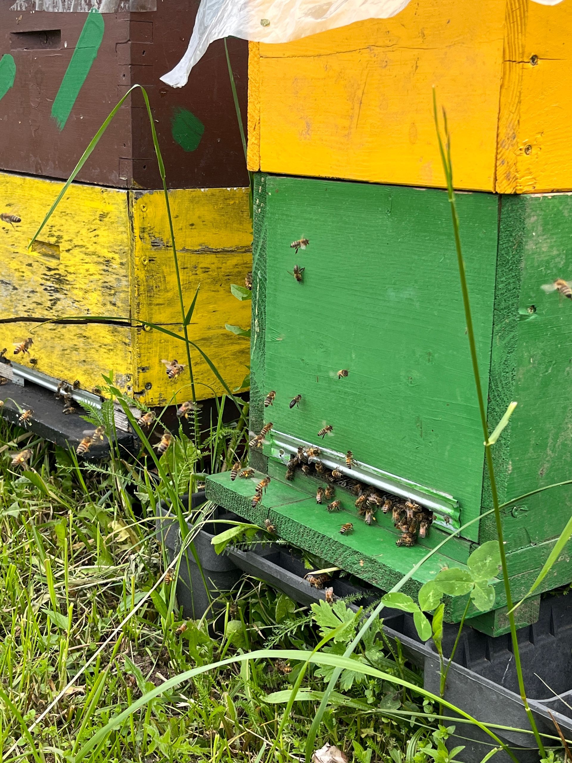 Bienenhaus Haus Lutzenberg