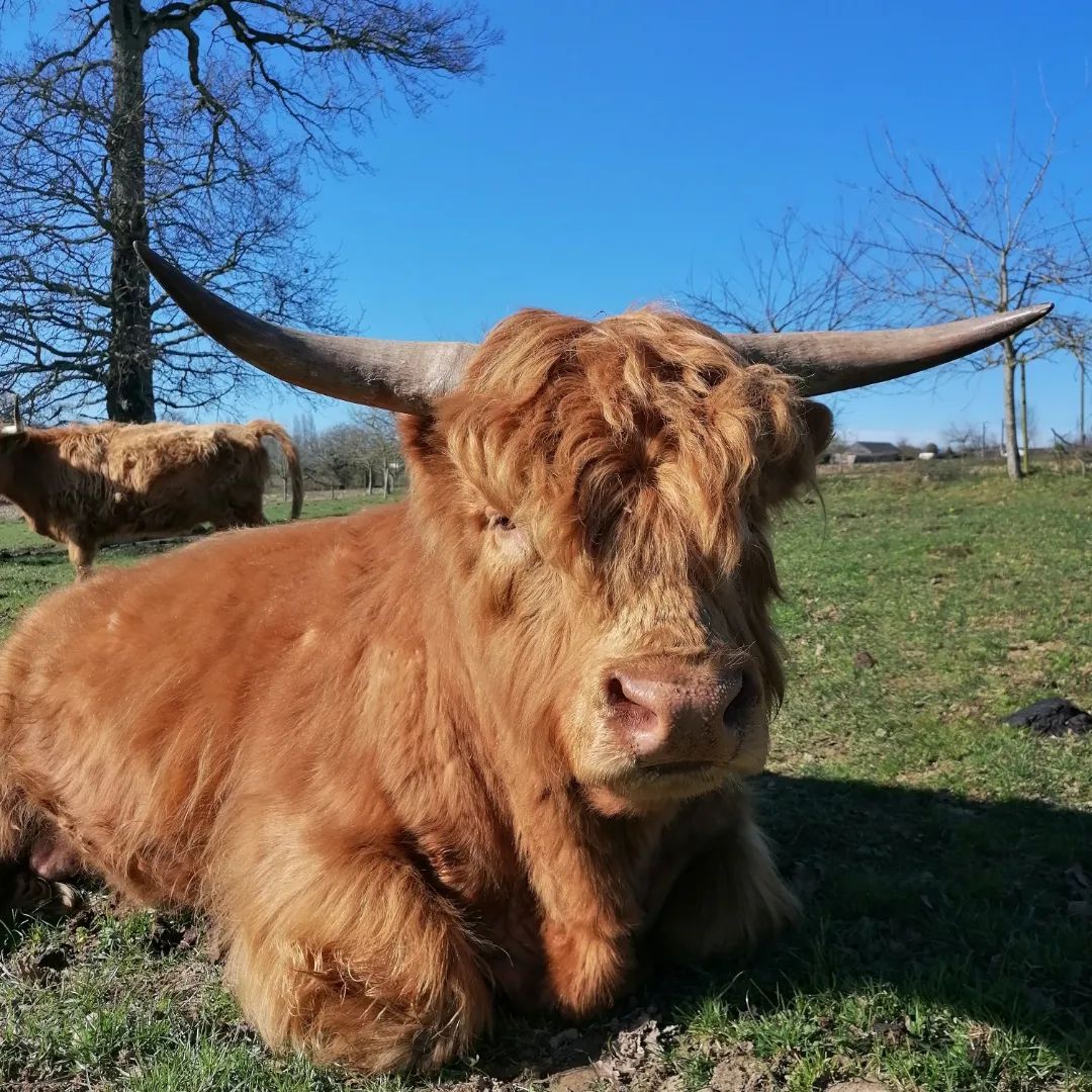 Vache Highland brune aux grandes cornes se reposant dans un champ herbeux par une journée ensoleillée.