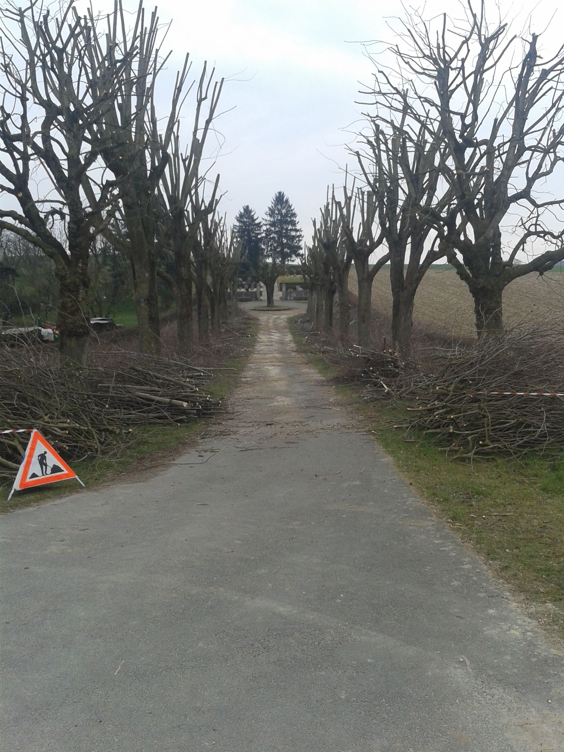 Elagage après - Favey Création
