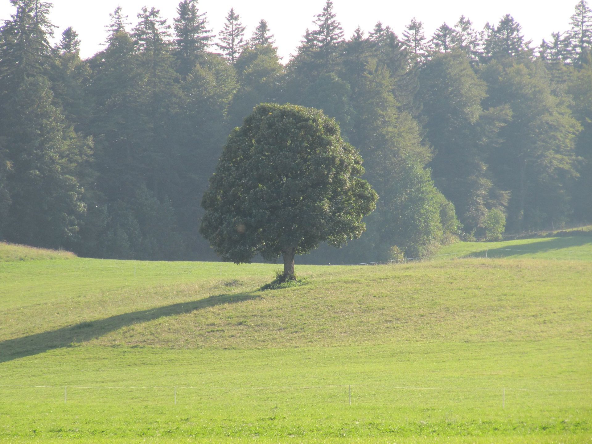 Paysage - Favey Création