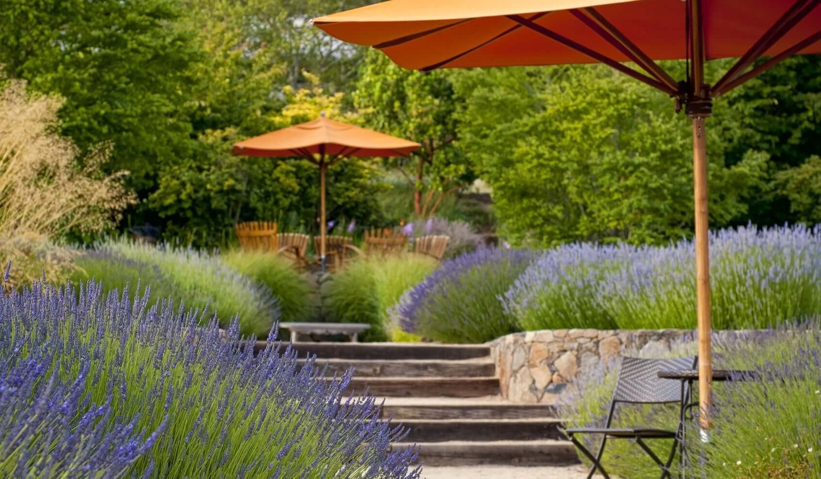 Lavendelgarten mit Steinstufen, orangefarbenen Sonnenschirmen und schwarzen Stühlen.