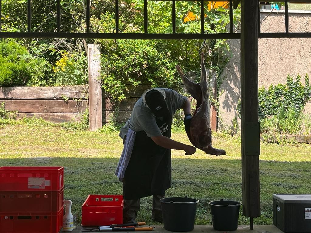 Reh Zerlegekurs – Hegering Sülztal – Forstgut Eygen Rösrath 17.06.23