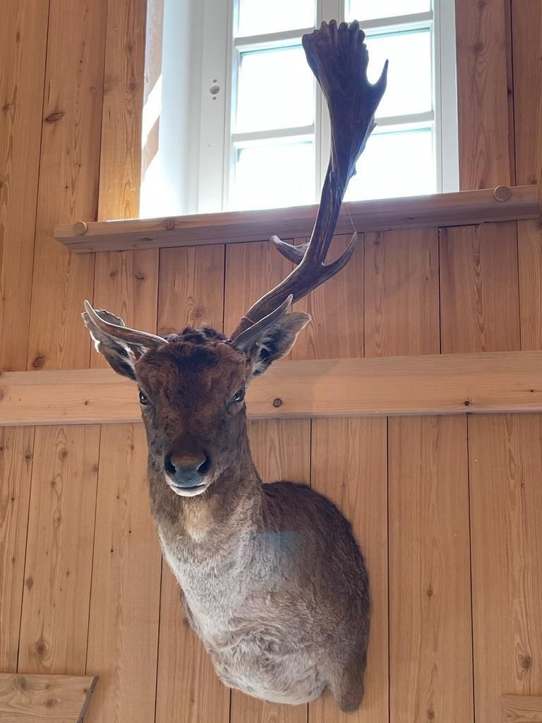 Jagd in Lütetsburg – Damwild Total vom Allerfeinsten – Lütetsburg 09.08.23
