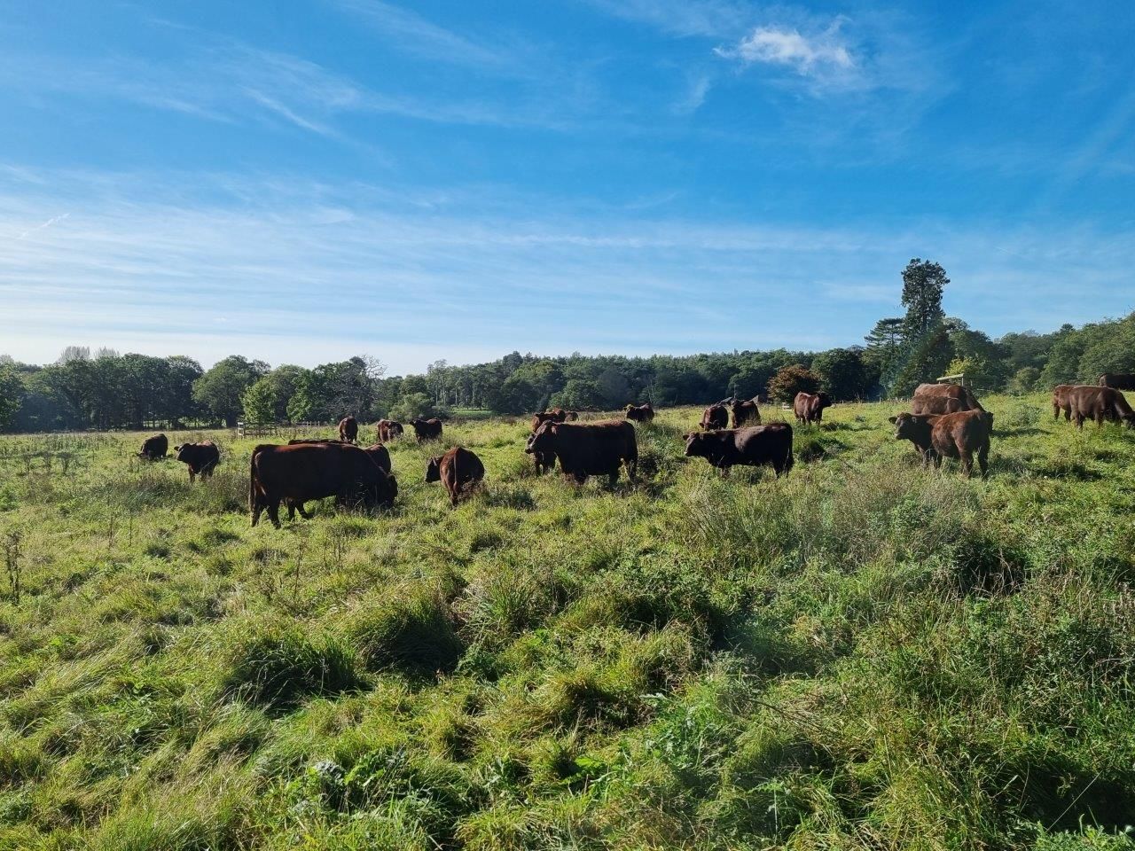 British Lamb vom Feinsten mit dem Butcher Wolf Pack - danke Royal Meat - England 14. - 17.10.23