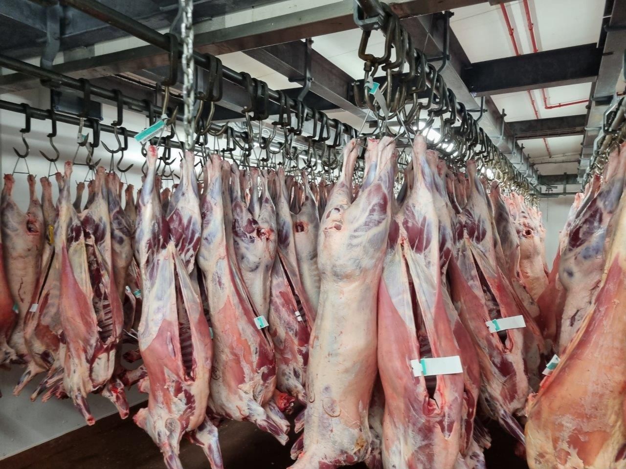 British Lamb vom Feinsten mit dem Butcher Wolf Pack - danke Royal Meat - England 14. - 17.10.23