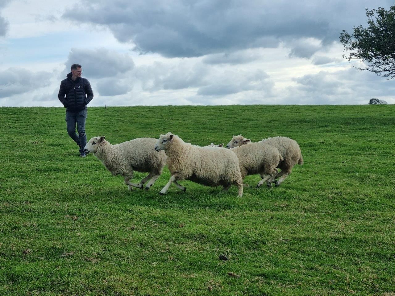 British Lamb vom Feinsten mit dem Butcher Wolf Pack - danke Royal Meat - England 14. - 17.10.23