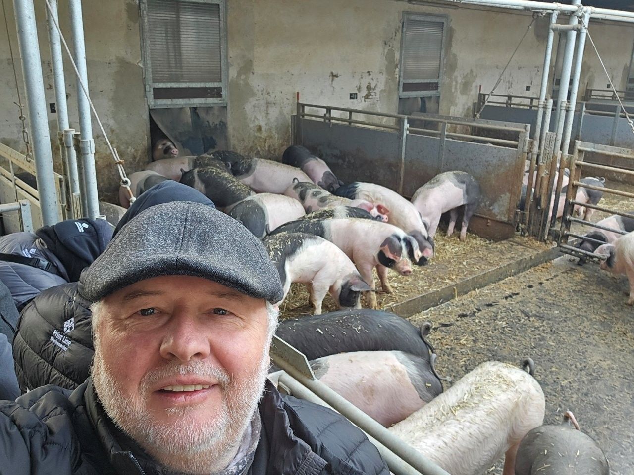 Mann mit Kappe macht Selfie mit einer Gruppe Schweine in einem Gehege, Bauernhofkulisse.