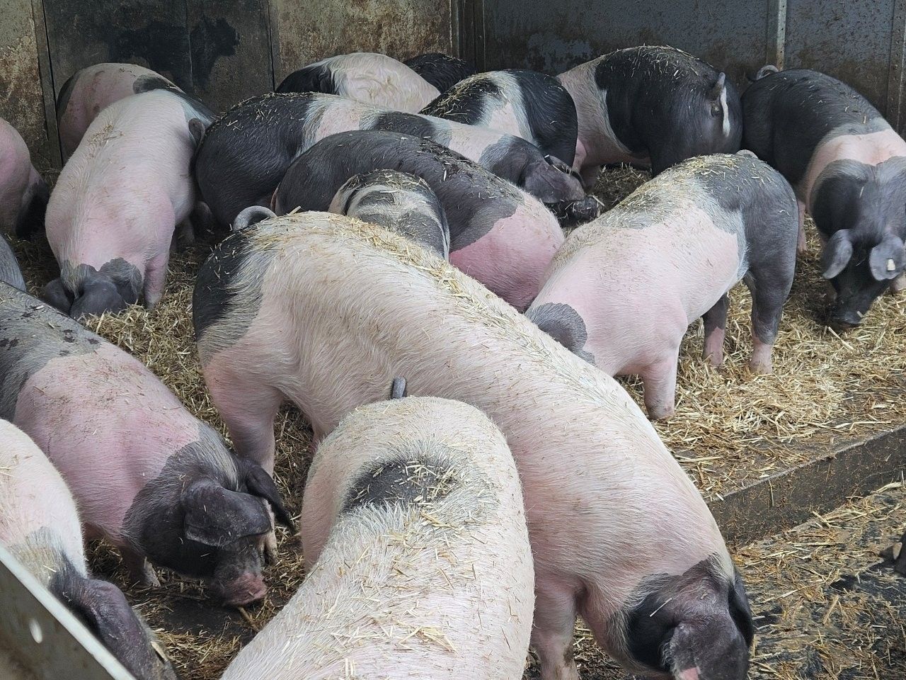 Eine Gruppe von Schweinen mit rosa Körpern und schwarzen Abzeichen in einem mit Stroh bedeckten Gehege.
