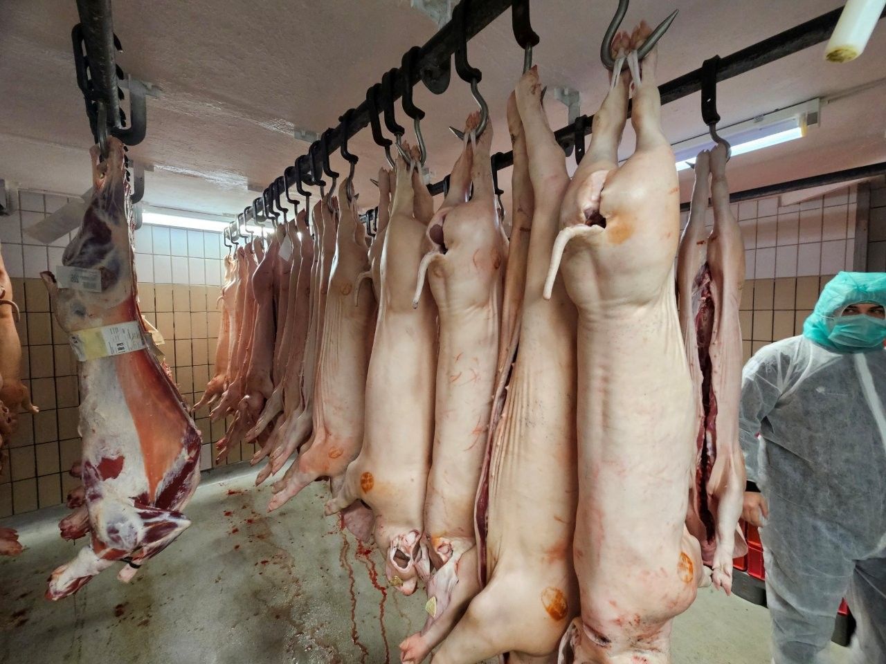 In einem Schlachthaus hängen Schweine; ein Arbeiter in Schutzkleidung steht daneben.