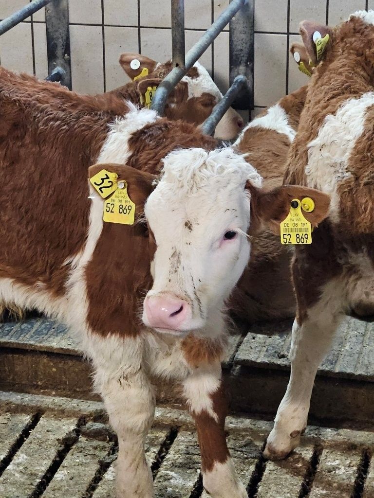 Mehrere braun-weiße Kälber mit gelben Ohrmarken in einem Stallgehege.
