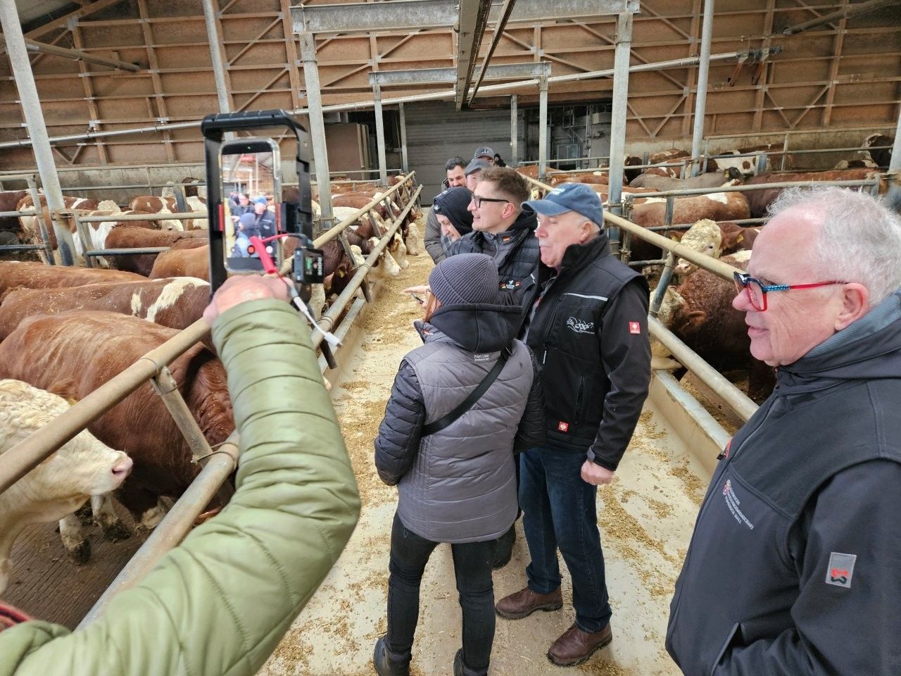 Menschen beobachten Rinder in einem Stall, einige machen Fotos.