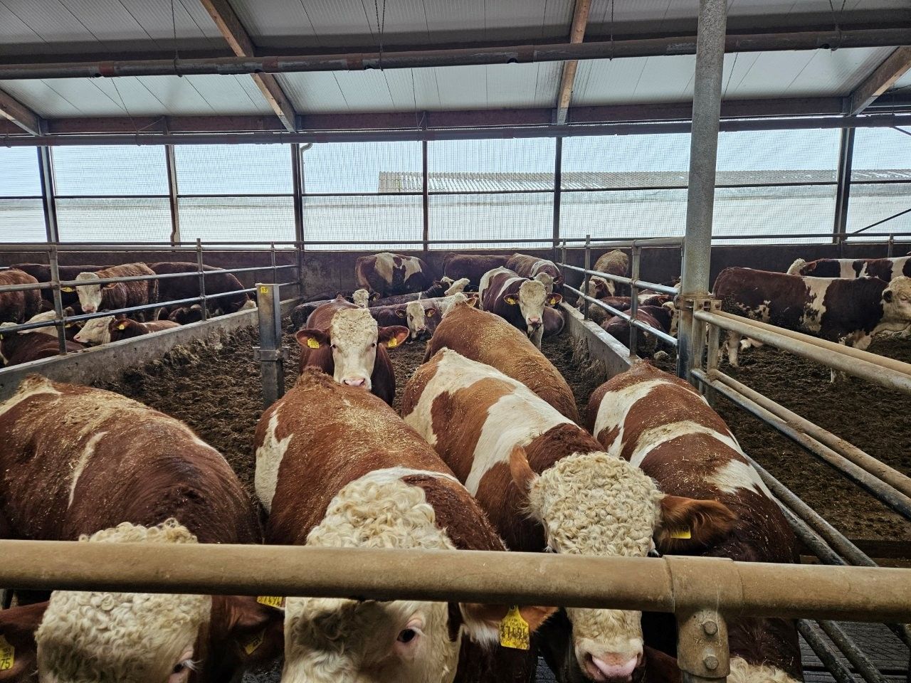 Rinder in einer Scheune, braun und weiß gefleckt, stehen in ihren Gehegen.