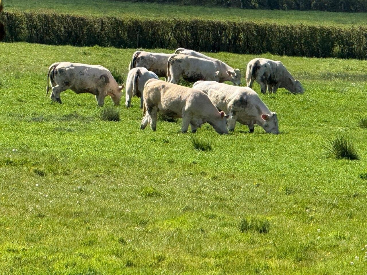 Reise mit Klaus Breinig zum Thema Charoluxe - rund um Charolles (Burgund) - Züchter - Fachhandel - Produktion - Zerlegung 13. - 15.04.26