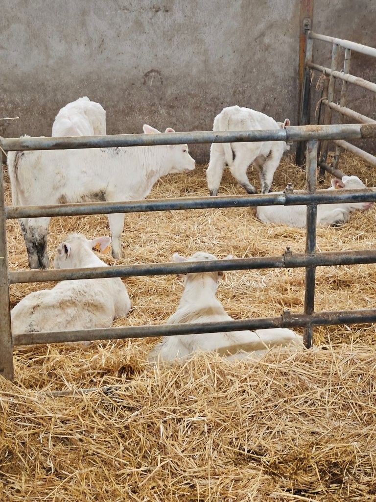 Reise mit Klaus Breinig zum Thema Charoluxe - rund um Charolles (Burgund) - Züchter - Fachhandel - Produktion - Zerlegung 13. - 15.04.26