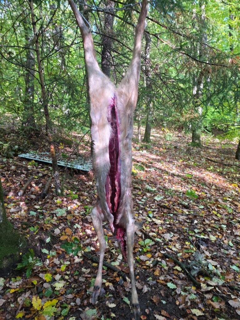 Ausgeweideter Hirschkadaver, der in einem Waldgebiet an den Hinterläufen aufgehängt ist