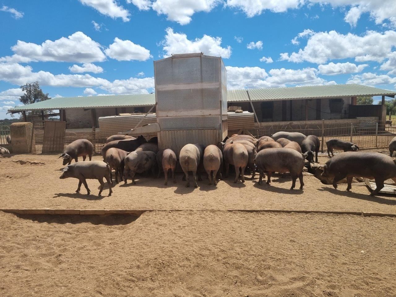 Consorcio del Chorizo – 100 % Iberico Schweine - Finca Diaz in der Dehesa