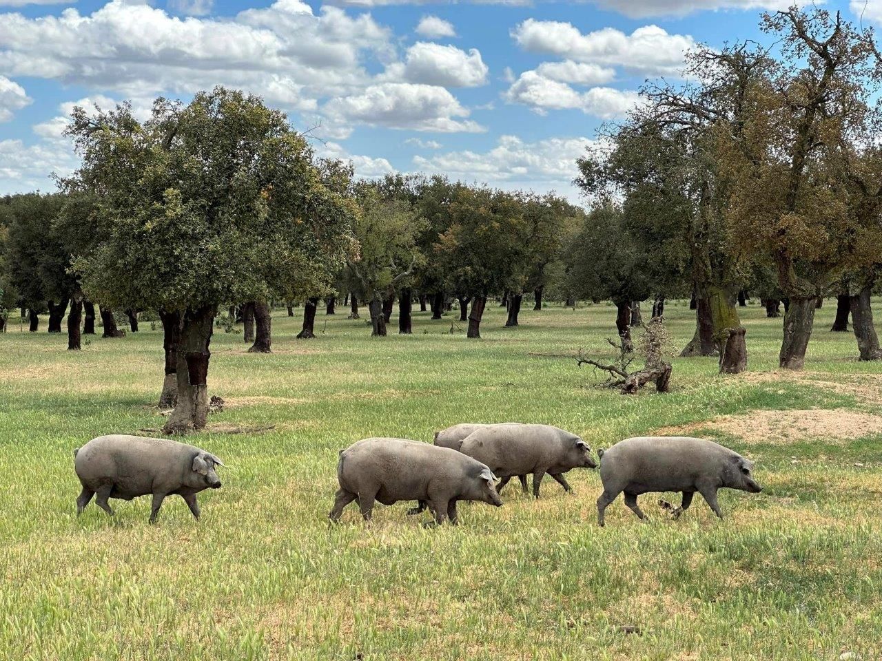 Consorcio del Chorizo – 100 % Iberico Schweine - Finca Diaz in der Dehesa