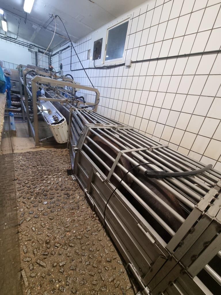 Mataderos Salamanca – Impressionen aus dem Schlachtbetrieb – Salamanca 05.05.23