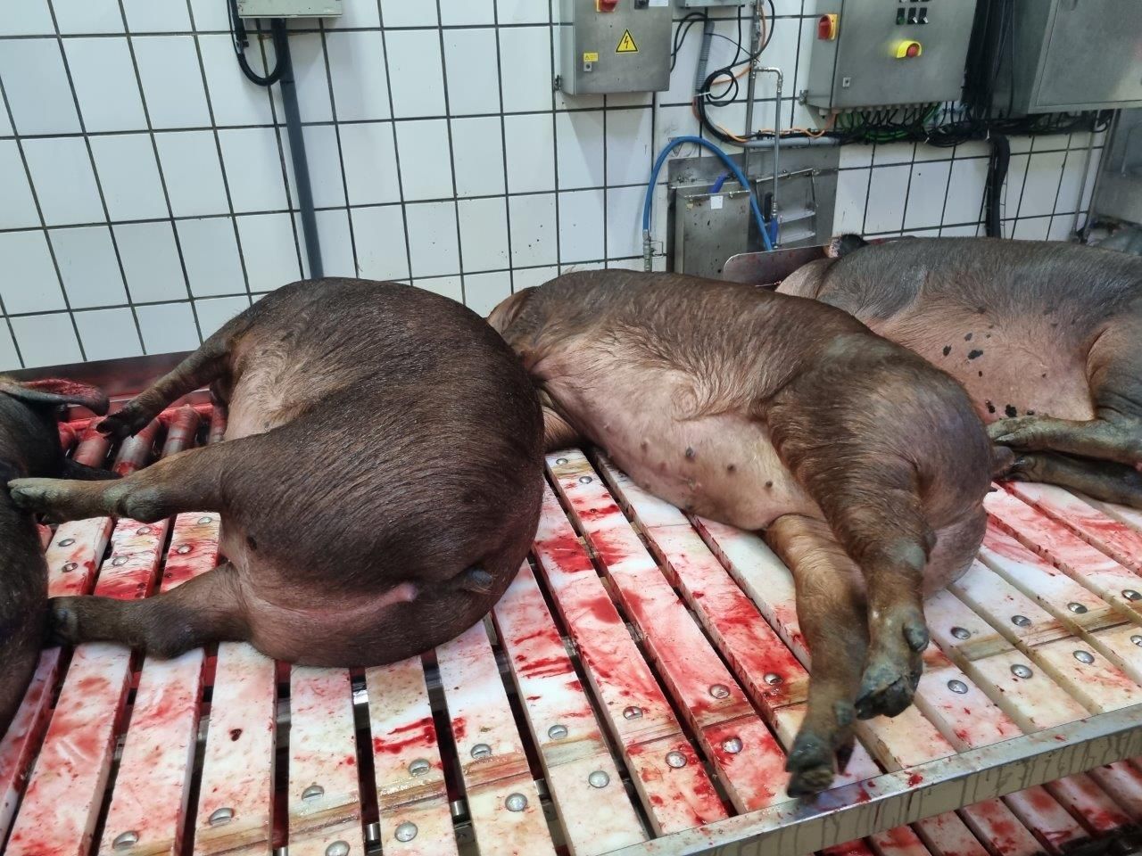 Mataderos Salamanca – Impressionen aus dem Schlachtbetrieb – Salamanca 05.05.23