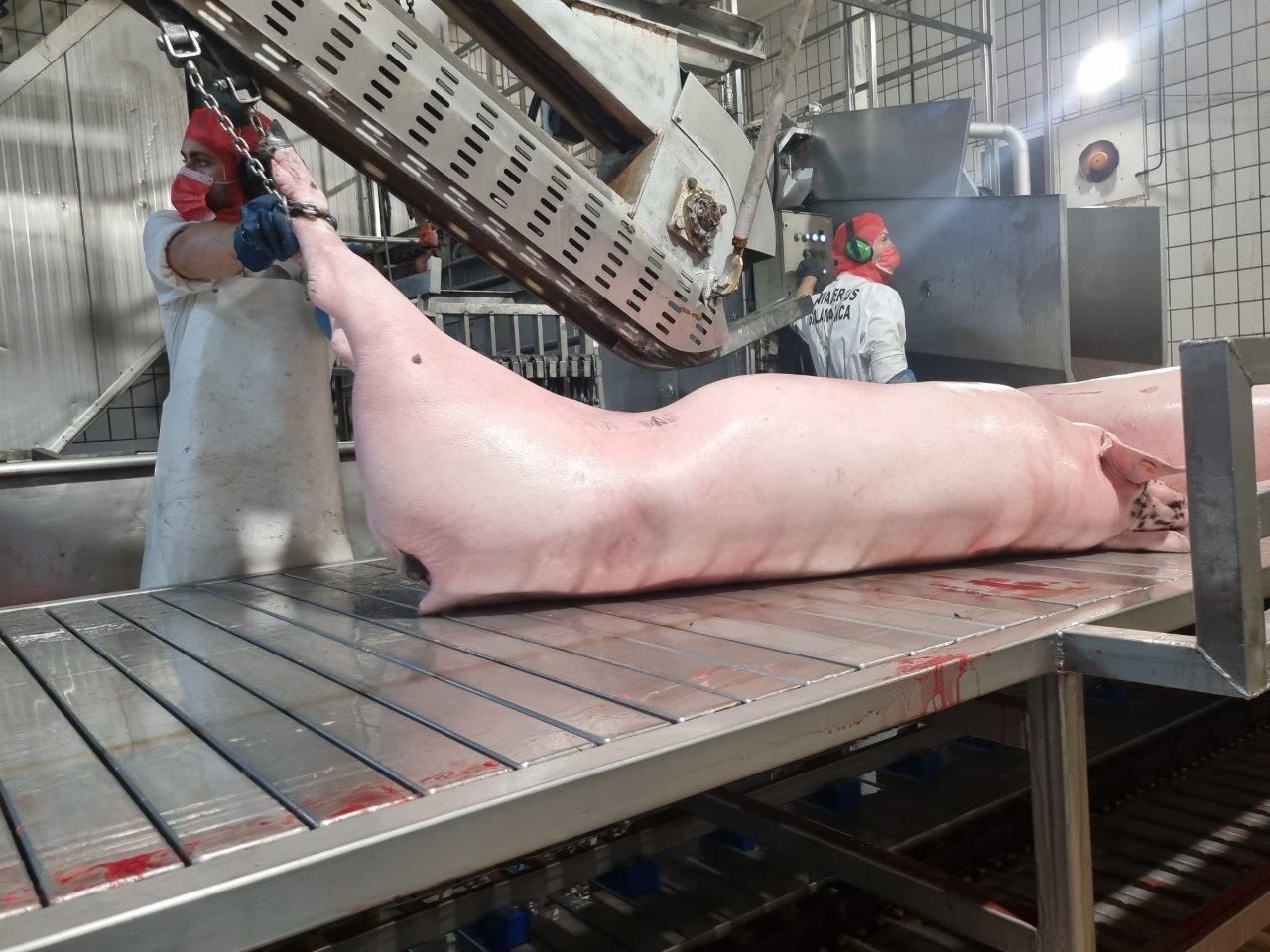 Mataderos Salamanca – Impressionen aus dem Schlachtbetrieb – Salamanca 05.05.23
