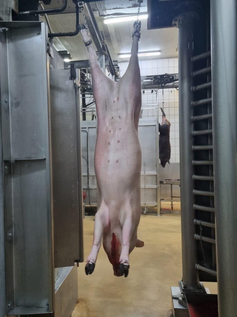 Mataderos Salamanca – Impressionen aus dem Schlachtbetrieb – Salamanca 05.05.23