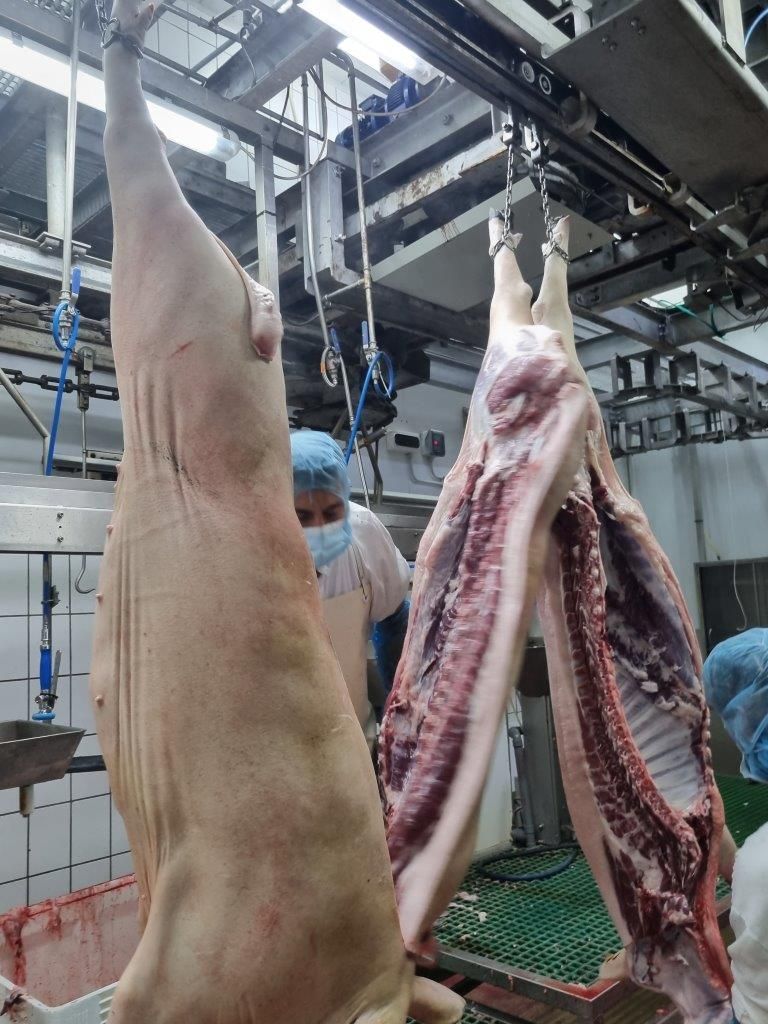 Mataderos Salamanca – Impressionen aus dem Schlachtbetrieb – Salamanca 05.05.23