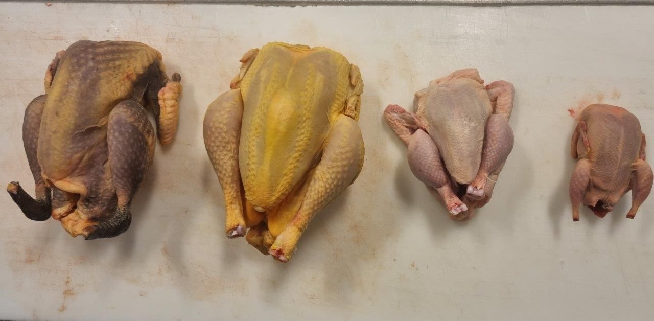 Wild & Geflügel – Schulung im aktuellen Kurs – Fleischsommelier Fleischerschule Augsburg 08.11.23