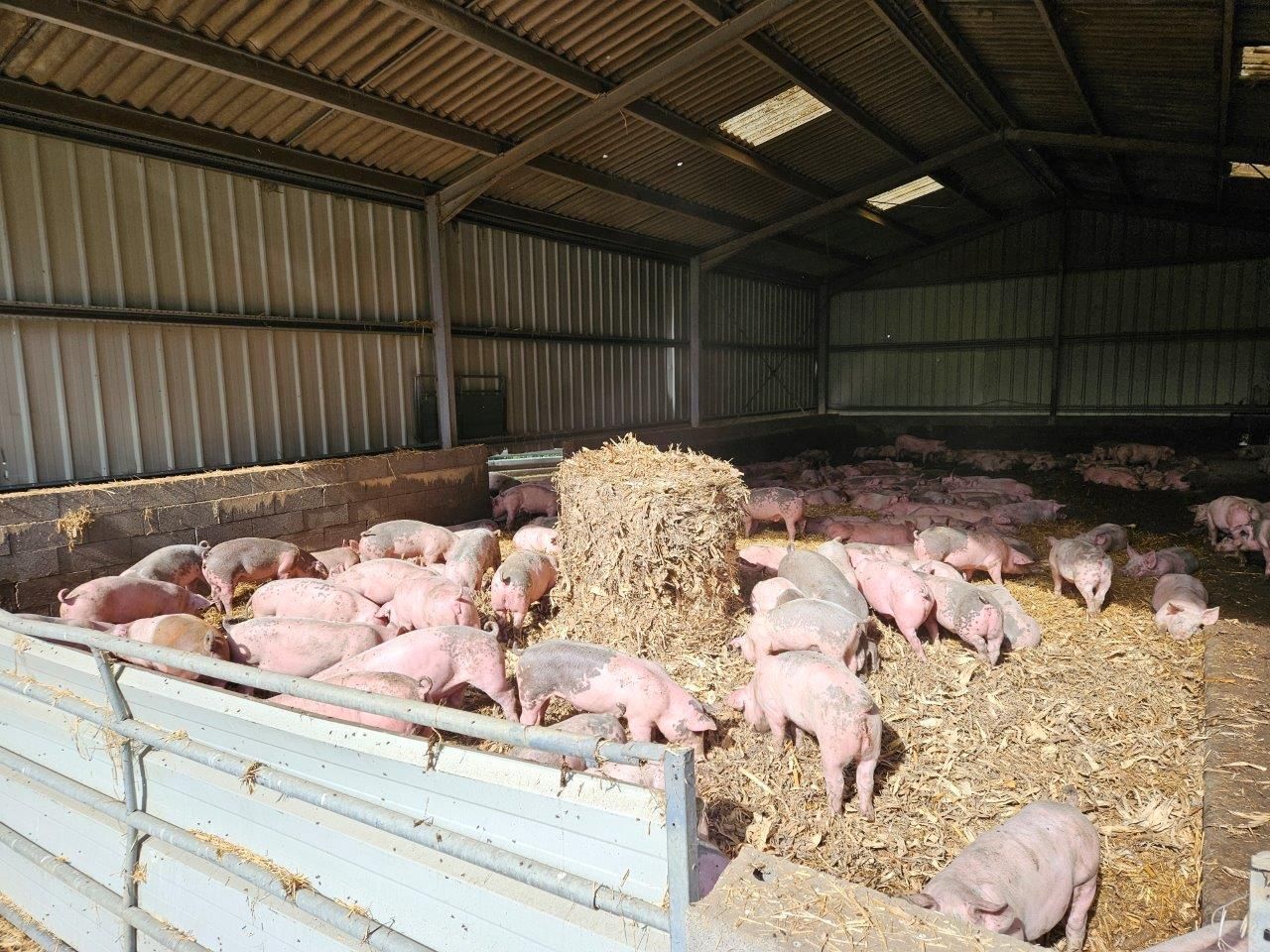 Freilandschweine und bestes Sole Salz - geniale Schinken für Jambon de Bayonne g.g.A. - Orist/Salies-de-Béarn  Mai 2024